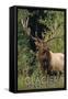 Glacier National Park - Elk Bull-Lantern Press-Framed Stretched Canvas