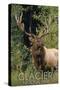 Glacier National Park - Elk Bull-Lantern Press-Stretched Canvas