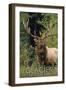 Glacier National Park - Elk Bull-Lantern Press-Framed Art Print