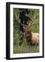 Glacier National Park - Elk Bull-Lantern Press-Framed Art Print