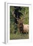 Glacier National Park - Elk Bull-Lantern Press-Framed Art Print