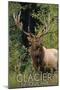 Glacier National Park - Elk Bull-Lantern Press-Mounted Art Print