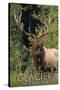 Glacier National Park - Elk Bull-Lantern Press-Stretched Canvas