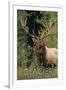 Glacier National Park - Elk Bull-Lantern Press-Framed Art Print