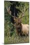 Glacier National Park - Elk Bull-Lantern Press-Mounted Art Print