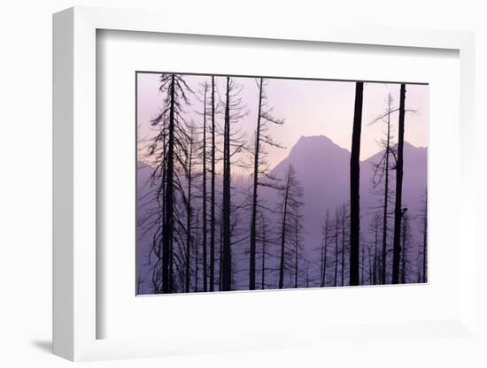 Glacier National Park Forest-Jason Savage-Framed Art Print