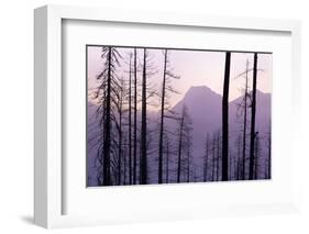 Glacier National Park Forest-Jason Savage-Framed Art Print