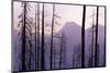 Glacier National Park Forest-Jason Savage-Mounted Art Print