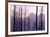 Glacier National Park Forest-Jason Savage-Framed Art Print