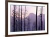 Glacier National Park Forest-Jason Savage-Framed Art Print