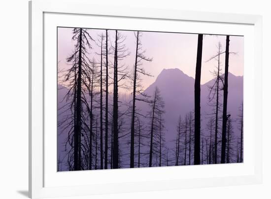 Glacier National Park Forest-Jason Savage-Framed Art Print