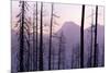 Glacier National Park Forest-Jason Savage-Mounted Art Print