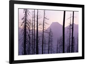 Glacier National Park Forest-Jason Savage-Framed Art Print