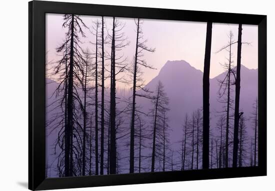 Glacier National Park Forest-Jason Savage-Framed Giclee Print