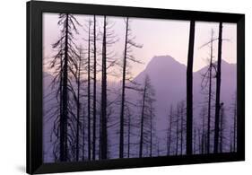 Glacier National Park Forest-Jason Savage-Framed Giclee Print