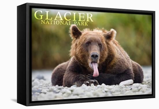 Glacier National Park - Grizzly Bear with Tongue Out-Lantern Press-Framed Stretched Canvas