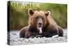 Glacier National Park - Grizzly Bear with Tongue Out-Lantern Press-Stretched Canvas
