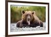 Glacier National Park - Grizzly Bear with Tongue Out-Lantern Press-Framed Premium Giclee Print