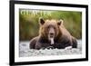 Glacier National Park - Grizzly Bear with Tongue Out-Lantern Press-Framed Premium Giclee Print