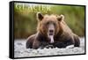 Glacier National Park - Grizzly Bear with Tongue Out-Lantern Press-Framed Stretched Canvas
