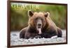 Glacier National Park - Grizzly Bear with Tongue Out-Lantern Press-Framed Art Print