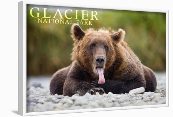 Glacier National Park - Grizzly Bear with Tongue Out-Lantern Press-Framed Art Print