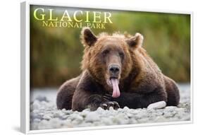 Glacier National Park - Grizzly Bear with Tongue Out-Lantern Press-Framed Art Print