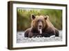 Glacier National Park - Grizzly Bear with Tongue Out-Lantern Press-Framed Art Print