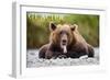 Glacier National Park - Grizzly Bear with Tongue Out-Lantern Press-Framed Art Print