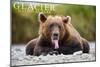 Glacier National Park - Grizzly Bear with Tongue Out-Lantern Press-Mounted Art Print
