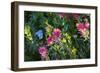 Glacier National Park, Montana. Alpine flower-Yitzi Kessock-Framed Photographic Print