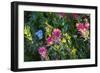 Glacier National Park, Montana. Alpine flower-Yitzi Kessock-Framed Photographic Print