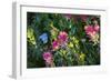 Glacier National Park, Montana. Alpine flower-Yitzi Kessock-Framed Photographic Print