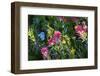 Glacier National Park, Montana. Alpine flower-Yitzi Kessock-Framed Photographic Print