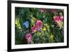 Glacier National Park, Montana. Alpine flower-Yitzi Kessock-Framed Premium Photographic Print