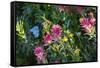 Glacier National Park, Montana. Alpine flower-Yitzi Kessock-Framed Stretched Canvas