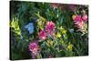 Glacier National Park, Montana. Alpine flower-Yitzi Kessock-Stretched Canvas