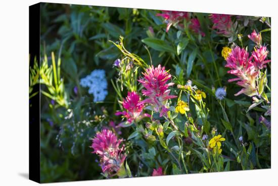 Glacier National Park, Montana. Alpine flower-Yitzi Kessock-Stretched Canvas