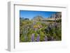 Glacier National Park, Montana. Alpine flower-Yitzi Kessock-Framed Photographic Print