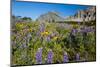 Glacier National Park, Montana. Alpine flower-Yitzi Kessock-Mounted Photographic Print