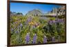 Glacier National Park, Montana. Alpine flower-Yitzi Kessock-Framed Photographic Print