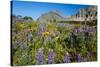 Glacier National Park, Montana. Alpine flower-Yitzi Kessock-Stretched Canvas