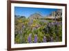 Glacier National Park, Montana. Alpine flower-Yitzi Kessock-Framed Premium Photographic Print