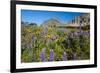 Glacier National Park, Montana. Alpine flower-Yitzi Kessock-Framed Premium Photographic Print