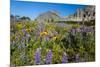 Glacier National Park, Montana. Alpine flower-Yitzi Kessock-Mounted Premium Photographic Print