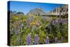 Glacier National Park, Montana. Alpine flower-Yitzi Kessock-Stretched Canvas