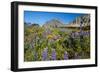 Glacier National Park, Montana. Alpine flower-Yitzi Kessock-Framed Photographic Print