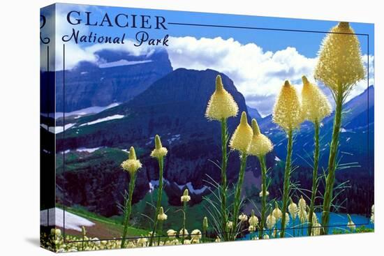 Glacier National Park, Montana - Beargrass in Bloom-Lantern Press-Stretched Canvas