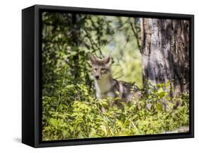 Glacier National Park, Montana. Coyote-Yitzi Kessock-Framed Stretched Canvas