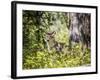 Glacier National Park, Montana. Coyote-Yitzi Kessock-Framed Photographic Print